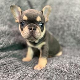 Edith - Blue female French Bulldog puppy in New Berlin, Wisconsin from Smooshy Puppers
