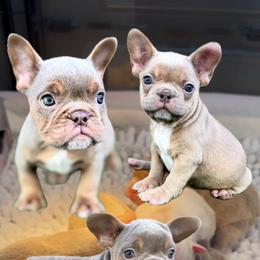 French Bulldog puppies from Flores Frenchies