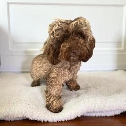 Harley - Poodle