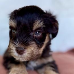 Ember - Liver female Miniature Schnauzer puppy in La Mirada, California from SchnauzersRus