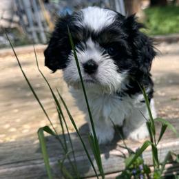 Jack - Tri-color male Cavalier King Charles Spaniel puppy in Saint Paul, Minnesota from Amy’s Puppy Tzu