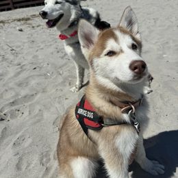 Siberian Husky Puppies from Young Orchard Siberians