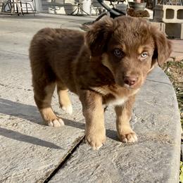 Rusty - Red tri-color male Australian Shepherd puppy in Thornton, Colorado from 303 Aussies