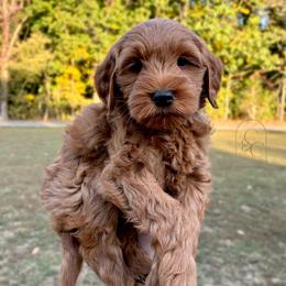 Petite Male - Benny - Red  male Goldendoodle puppy in Madisonville, Kentucky from Carlie and Co. Goldendoodles