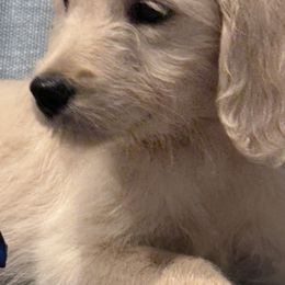 Goldendoodle, Golden Retriever, Poodle, and Shih Tzu Puppies from Platinum Paws Puppies