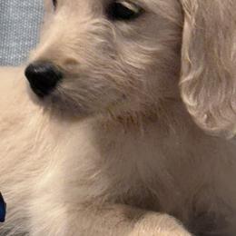 Goldendoodle, Golden Retriever, Poodle, and Shih Tzu Puppies from Platinum Paws Puppies