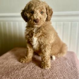 Frosted Flakes - Apricot male Goldendoodle puppy in Taylorsville, North Carolina from Heartfelt Doodles