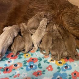 Bernese Mountain Dog and Golden Retriever Puppies from Happy Tails Family Farm