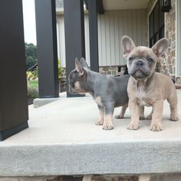 Magnolia - Blue fawn female French Bulldog puppy in Denver, Pennsylvania from Heritage Lane French bulldogs