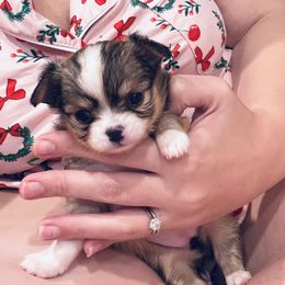 Violet - Blue fawn female Chihuahua puppy in East Syracuse, New York from Blissful’s Chihuahuas