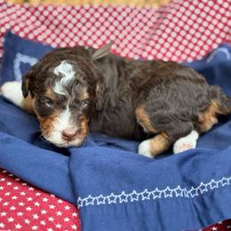Brown - Tri-color female Bernedoodle puppy in Hesperia, Michigan from Red Acres Poodles & Doodles