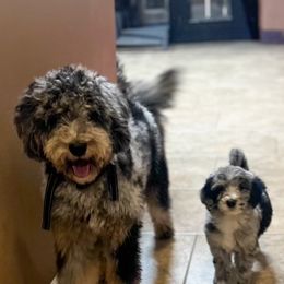 Penelope - Bernedoodle