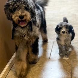 Penelope - Bernedoodle