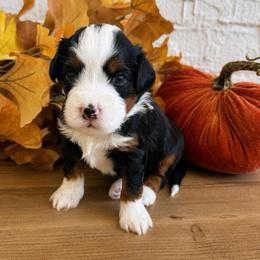 Brooks - male Australian Mountain Doodle puppy in Spanish Fork, Utah from K Brand Doodles