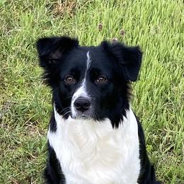 Lady  - Miniature Australian Shepherd