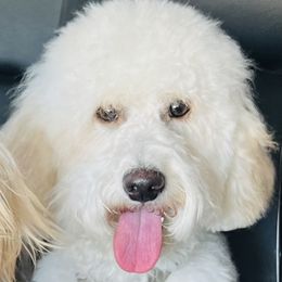 Poppy - Goldendoodle