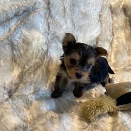 Cola - Black and tan male Yorkshire Terrier puppy in Bennettsville, South Carolina from Cottonwood Maltese