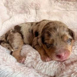 Lando - Brown merle male Aussiedoodle puppy in Allen, Texas from Calena’s Doodles