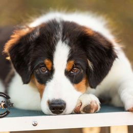 Nova - Black tri female Miniature American Shepherd puppy in Tonopah, Arizona from King's Miniature American Shepherds