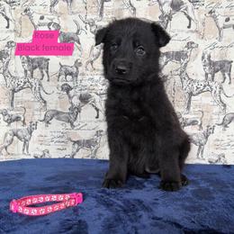 Rose - Black female German Shepherd puppy in New Cambria, Missouri from Des Hausraben Shepherds