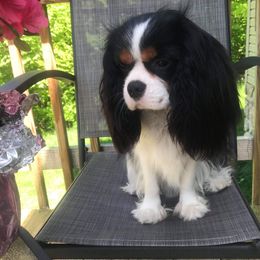 Jack - Cavalier King Charles Spaniel