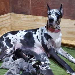 Letty - Great Dane