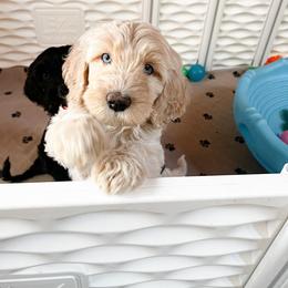 Goldendoodle Puppies from Lundee Doodles