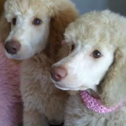 Poodle Puppies from Barbi's Standards