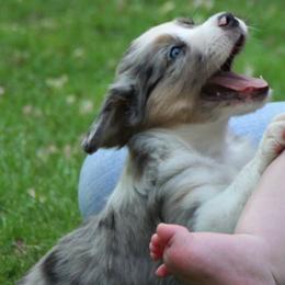 Miniature American Shepherd Puppies from Birchview Miniature American Shepherds