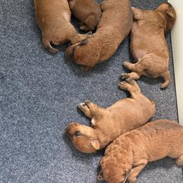 Boy 4 - Red male Irish Terrier puppy in Shelbina, Missouri from Ceallach Irish Terriers