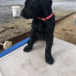 Pink Girl - Black and white female Assorted Doodle Crosses puppy in Escalon, California from Dutch Doodles