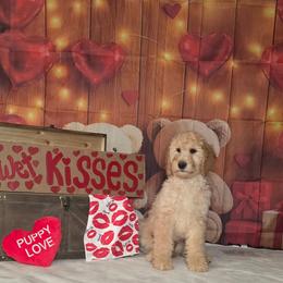 Red boy - Cream male Labradoodle puppy in El Paso, Texas from My Cuddly Doodles