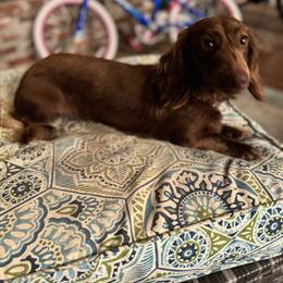 Theo - Dachshund