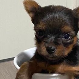 Yorkshire Terriers from Perfectpups