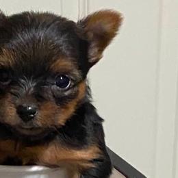 Yorkshire Terriers from Perfectpups