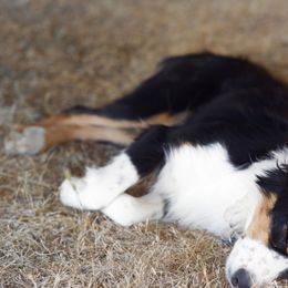 Miniature American Shepherds and Miniature Australian Shepherds from Rhodes Avenue Kennel