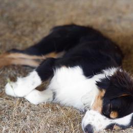 Miniature American Shepherds and Miniature Australian Shepherds from Rhodes Avenue Kennel