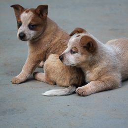 Australian Cattle Dog Puppies from Hollow Log ACDs
