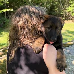 Veronica - Sable female German Shepherd puppy in Winterport, Maine from Vom Stevens Old Fashioned German Shepherds