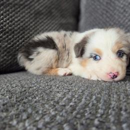 Flint (Pink) - Blue merle female Australian Shepherd puppy in Vona, Colorado from Dyna Aussies