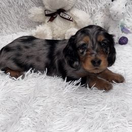 Dark purple collar - Dapple female Dachshund puppy in Chicago, Illinois from RGZ Doxies