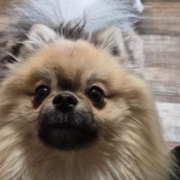 Pomeranians from Magic City Poms
