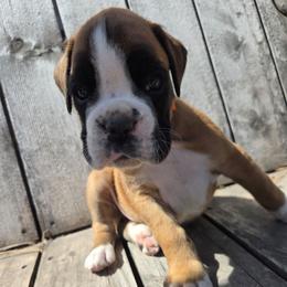 Tank - Fawn male Boxer puppy in Marion, Montana from Serendipity's European Boxers