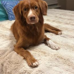 Amie - Nova Scotia Duck Tolling Retriever