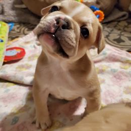 French Bulldog Puppies from Relic French Bulldogs