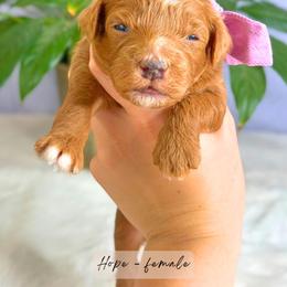 Hope - Red  female Goldendoodle puppy in Atlanta, Georgia from Teddy Puppies