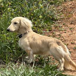 Dixie - Dachshund