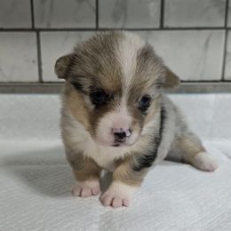 American Corgi Puppies from Whitecreek Corgis of Columbus, IN