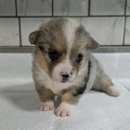 American Corgi Puppies from Whitecreek Corgis of Columbus, IN