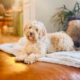Mateo - Australian Labradoodle